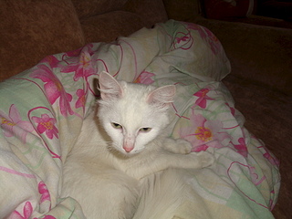 1920 X 1440 987.4 Kb      !