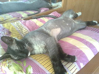 1600 X 1200 238.9 Kb  .