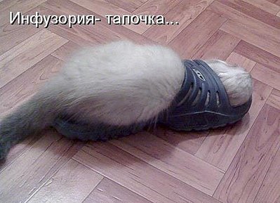 500 X 362 32.6 Kb 600 X 404 48.1 Kb 600 X 450 70.0 Kb 700 X 525 85.0 Kb Улыбнемся?
