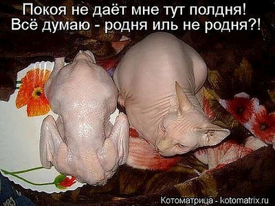 600 X 450 80.1 Kb Улыбнемся?