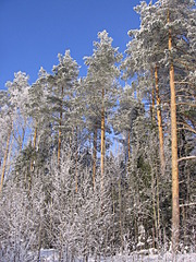 1536 X 2048 691.3 Kb ты себе нравишься!?..фотознакомство с форумчанами)..ну и фотоотчеты дня самых смелых)