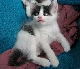 574 X 497  36.4 Kb ������� � ������ ����