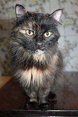 333 X 500 49.7 Kb 333 X 500 53.3 Kb 296 X 500 44.6 Kb       