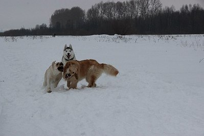 604 X 403  29.4 Kb Наша рыжая семейка.Ариша и её дети! Золотистый ретривер. Бассет- Нюша и шпиц -Рашель.