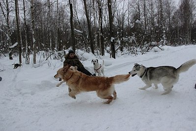 604 X 403  64.9 Kb Наша рыжая семейка.Ариша и её дети! Золотистый ретривер. Бассет- Нюша и шпиц -Рашель.