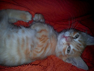 1920 X 1440 682.9 Kb  -   