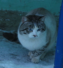 1008 X 1083 379.0 Kb      !