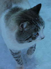 1704 X 2272 240.9 Kb 1008 X 1083 379.0 Kb      !