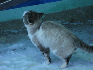 1920 X 1440 686.5 Kb 1704 X 2272 240.9 Kb 1008 X 1083 379.0 Kb      !