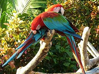 639 X 480  69.0 Kb 750 X 499 128.3 Kb 655-303 |   | www.akvarel18.ru |   !