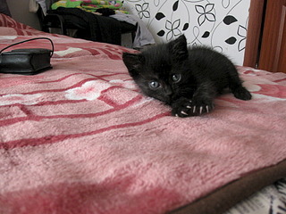 320 x 240 320 x 240    !