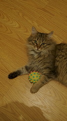 134 x 240 320 x 240 320 x 240    !