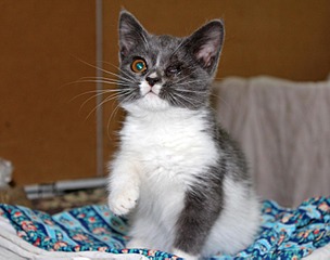 304 x 240 800 X 600 121.7 Kb 1920 X 1440 644.7 Kb    !