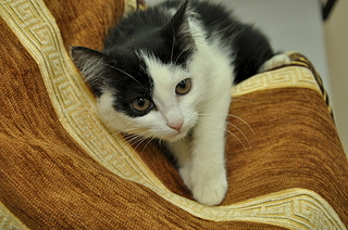 320 x 212 304 x 240 800 X 600 121.7 Kb 1920 X 1440 644.7 Kb    !