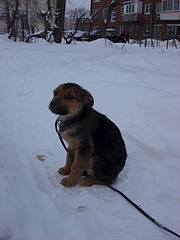 1920 X 2560 804.3 Kb 1674 X 1769 653.5 Kb 1562 X 1527 719.1 Kb 966 X 1078 188.4 Kb 958 X 1446 258.6 Kb Собаку со щенками выбросили около школы N66. Нужна помощь!