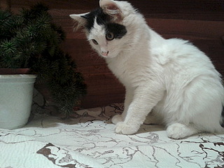 800 X 600 121.7 Kb 1920 X 1440 644.7 Kb    !