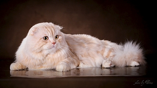 1024 X 576 281.7 Kb    lindisfarn.   !