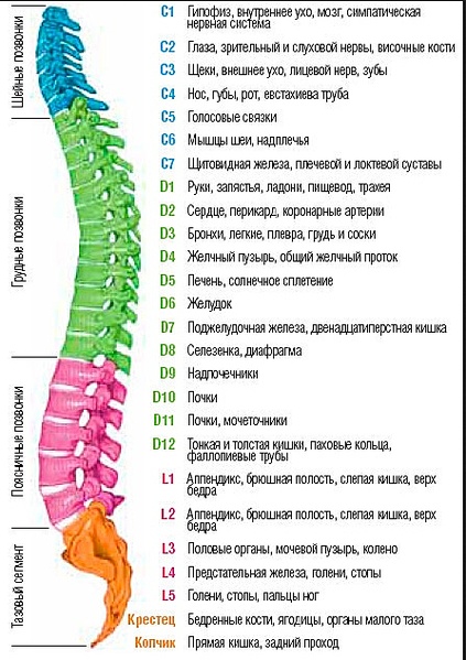 447 X 633 126.1 Kb 'Двенадцать стульев' - отзывы, общение, консультации.