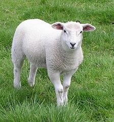 300 X 321  55.0 Kb  .(  )