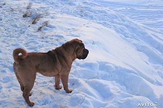 510 X 340  37.7 Kb 200 X 302  18.0 Kb    