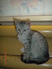 1920 X 2560 381.3 Kb 