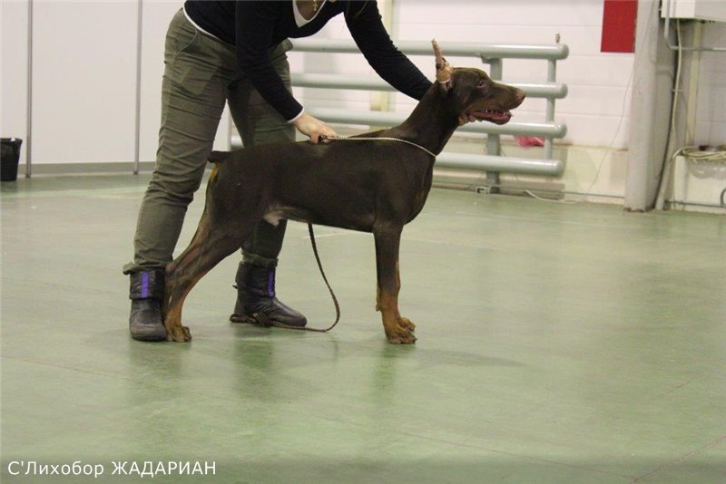 800 x 534 Его Величество ДОБЕРМАН.И снова первые в гонках на собачьих упряжках :) Видео с гонок