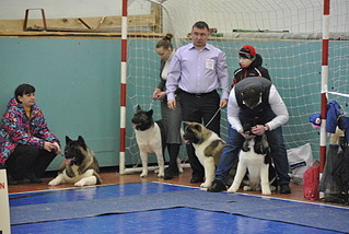 1920 X 1285 554.7 Kb 22 февраля Чайковский всероссийская + моно гриффонов и скотчтерьеров