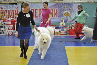 1920 X 1285 562.7 Kb 1920 X 1285 554.7 Kb 22 февраля Чайковский всероссийская + моно гриффонов и скотчтерьеров