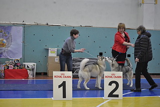 1920 X 1285 441.6 Kb 22 февраля Чайковский всероссийская + моно гриффонов и скотчтерьеров