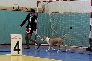 1920 X 1292 191.8 Kb 22 февраля Чайковский всероссийская + моно гриффонов и скотчтерьеров