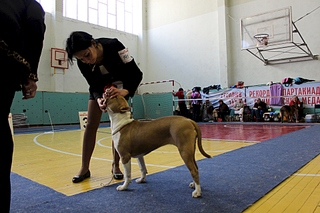 1920 X 1280 175.3 Kb 22 февраля Чайковский всероссийская + моно гриффонов и скотчтерьеров