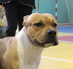 1920 X 1797 190.9 Kb 22 февраля Чайковский всероссийская + моно гриффонов и скотчтерьеров