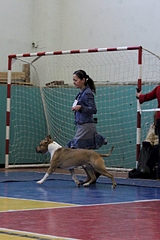 1920 X 2876 343.8 Kb 22 февраля Чайковский всероссийская + моно гриффонов и скотчтерьеров