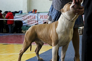 1920 X 1269 180.3 Kb 22 февраля Чайковский всероссийская + моно гриффонов и скотчтерьеров