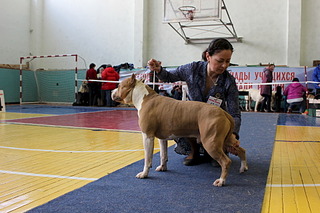 1920 X 1280 585.8 Kb 22 февраля Чайковский всероссийская + моно гриффонов и скотчтерьеров