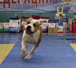 1920 X 1709 250.0 Kb 22 февраля Чайковский всероссийская + моно гриффонов и скотчтерьеров