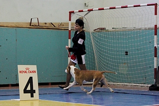 1920 X 1281 183.3 Kb 22 февраля Чайковский всероссийская + моно гриффонов и скотчтерьеров