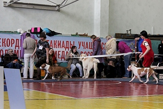 1920 X 1277 190.7 Kb 22 февраля Чайковский всероссийская + моно гриффонов и скотчтерьеров