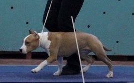 269 x 167 22 февраля Чайковский всероссийская + моно гриффонов и скотчтерьеров