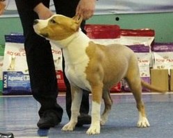 249 x 199 22 февраля Чайковский всероссийская + моно гриффонов и скотчтерьеров