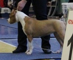 242 x 199 22 февраля Чайковский всероссийская + моно гриффонов и скотчтерьеров