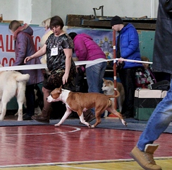 1920 X 1886 259.9 Kb 22 февраля Чайковский всероссийская + моно гриффонов и скотчтерьеров