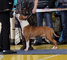 1920 X 1697 246.4 Kb 22 февраля Чайковский всероссийская + моно гриффонов и скотчтерьеров