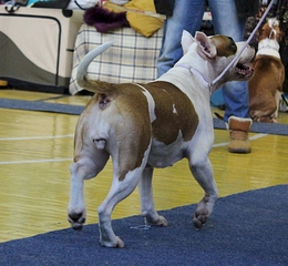 1920 X 1772 226.2 Kb 22 февраля Чайковский всероссийская + моно гриффонов и скотчтерьеров