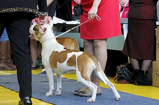 1920 X 1271 162.9 Kb 22 февраля Чайковский всероссийская + моно гриффонов и скотчтерьеров