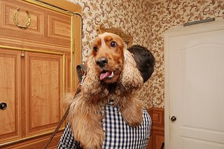 604 X 404 61.5 Kb 604 X 404 42.4 Kb Потерялась собака