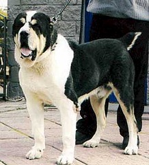 300 X 330 14.4 Kb  -    