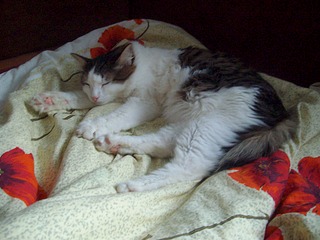 1920 X 1440 513.1 Kb 1920 X 1440 513.1 Kb 1920 X 1440 465.1 Kb 1920 X 1440 490.4 Kb  !