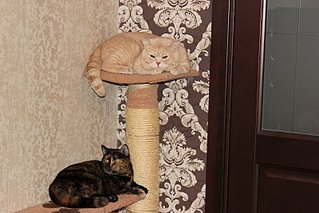 319 x 213 319 x 213 Длинношерстные бриташки и компания!