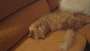 1920 X 1079 436.9 Kb 1920 X 1440 546.6 Kb 1920 X 1440 649.9 Kb  